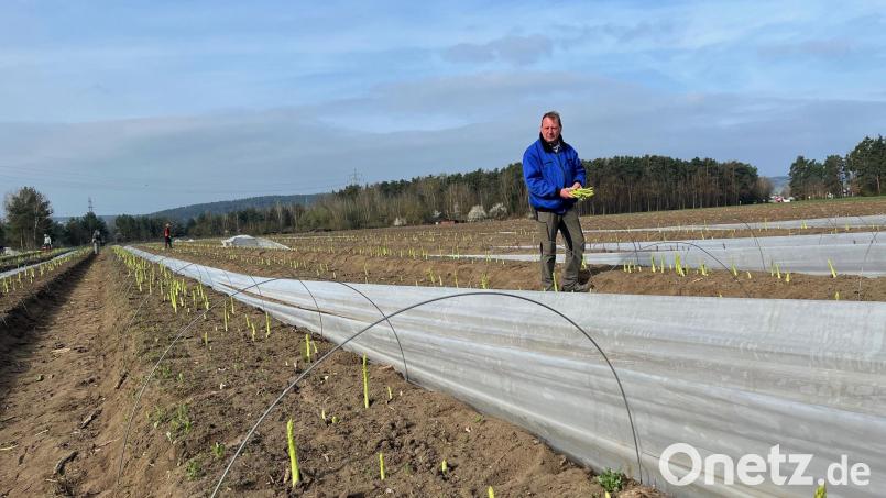 Als Oberpfalz-Medien auf dem Spargelhof zu Besuch ist, wird gerade grüner Spargel gestochen. Im Bild Josef Feldmeier. Bild: ihl