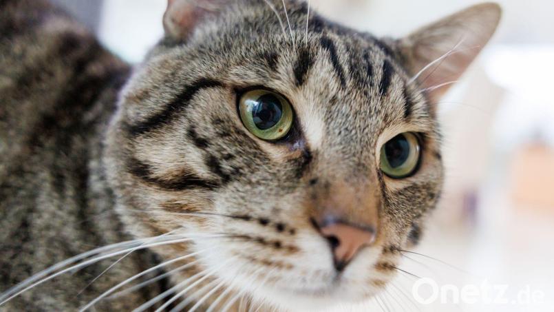 In Arrach (Landkreis Cham) hat ein Unbekannter auf eine Katze geschossen. Symbolbild: Daniel Karmann/dpa