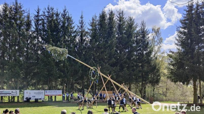 Geduld, Kraft und Ausdauer sind von den starken Herren des Pressather Burschenvereins gefordert. Erst wenn der Baum senkrecht steht und genug gesichert ist, beginnt der Tanz um den Maibaum. Bild: ffz