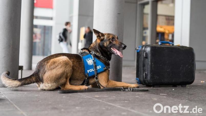 Am Hauptbahnhof in Regensburg kam über das Osterwochenende ein Sprengstoffspürhund zum Einsatz. Symbolbild: Bundespolizei