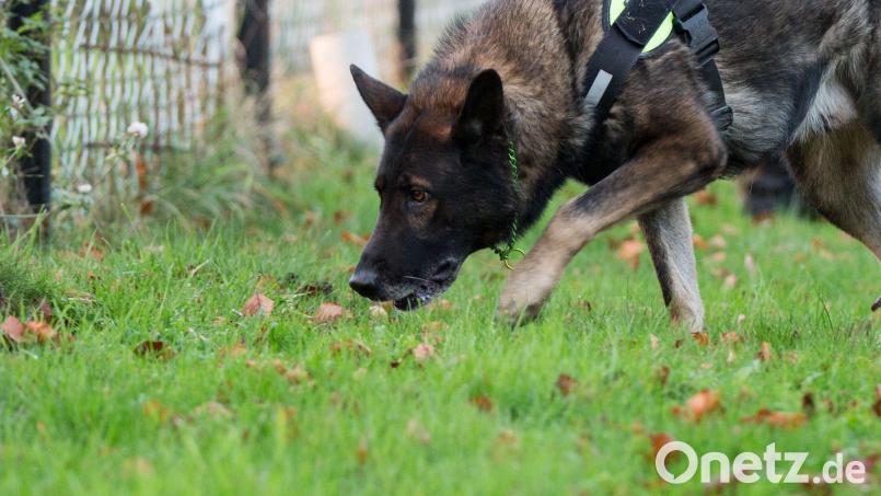 Eine in sozialen Medien kursierende Warnung vor angeblichen Giftködern in Waldsassen sorgt seit einigen Tagen für Verunsicherung bei Hundehaltern. Symbolbild: Marcel Kusch/dpa