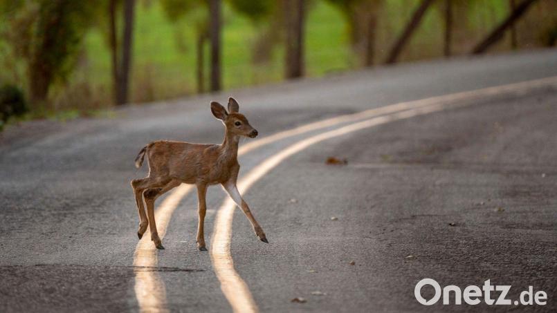 Beim Zusammenstoß mit einem Reh verletzt sich am Montag ein Kradfahrer in der Nähe von Winklarn schwer. Symbolbild: Robin Loznak/ZUMA Wire/dpa