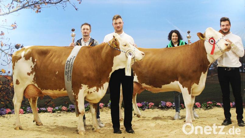 Kuh Holly vom Betrieb Kraus in Gründlbach wurde bei der Jungzüchterschau Reservechampion Mittel, Kuh Loretta erreichte den Klassensieg beim Vorführen. Im Bild von links Rainer und Valentin Kraus sowie Christine und Nikolas Kraus. Bild: Julia Steiner/Rinderzuchtverband Oberpfalz/exb