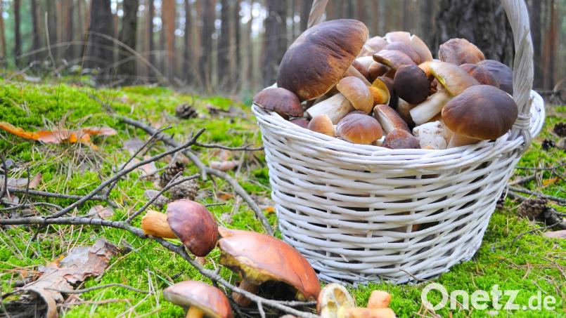Ein Korb frischer Pilze Bild: mihi-stock.adobe.com