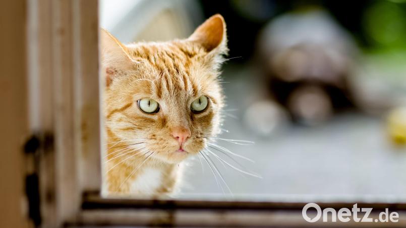 In Amberg ist von einer Katze das Halsband inklusive GPS-Tracker gestohlen worden. Bild: Markus Scholz/dpa