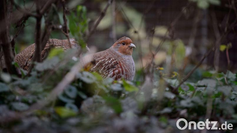 Das Rebhuhn steht als gefährdete Vogelart auf der Roten Liste. In manchen Zoos werden sie gehalten und gezüchtet Symbolbild: Sina Schuldt/dpa