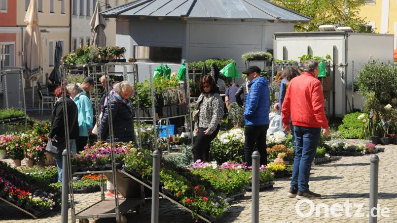Pflanzen gehen im Frühjahr immer, am Luitpoldplatz gab es eine große Auswahl für den Garten. Bild: ge