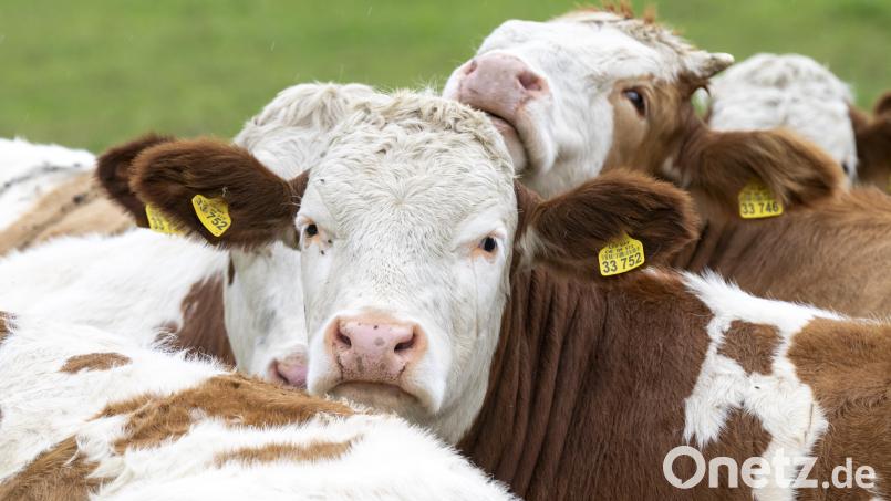 Eine Gruppe Kühe steht auf einer Wiese. Im Landkreis Hof hat ein Unbekannter ein Kalb tödlich verletzt. Symbolbild: Peter Kneffel /dpa