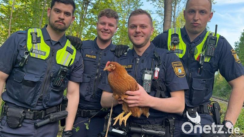 Das Huhn ist in Sicherheit. Bild: Polizei Sulzbach-Rosenberg