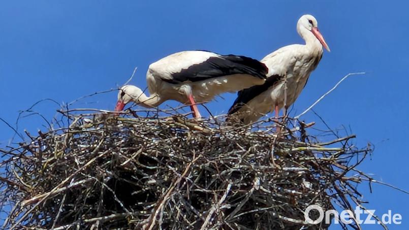 Auf einem abgesägten Baum beim Parkplatz des Geschichtsparks hat ein Storchenpaar sein Nest gebaut. Alfred Wolf hat die beiden Großvögel fotografiert. Bild: Alfred Wolf/exb