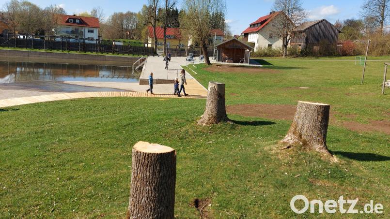 Zu gefährlich: Wegen des Eschentriebsterbens mussten die stattlichen Bäume am Moorbad weichen. An den Baumstümpfen sollen Sitzgelegenheiten entstehen, und eine Ersatzpflanzung ist auch vorgesehen. Bild: lg