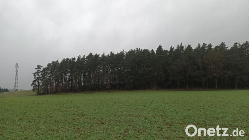 Dieses Waldstück am Judenberg bei Grub soll gerodet werden. Ob danach erosionsschützende Baumpflanzungen vorgenommen werden, wird das Landratsamt entscheiden. Bild: bjp