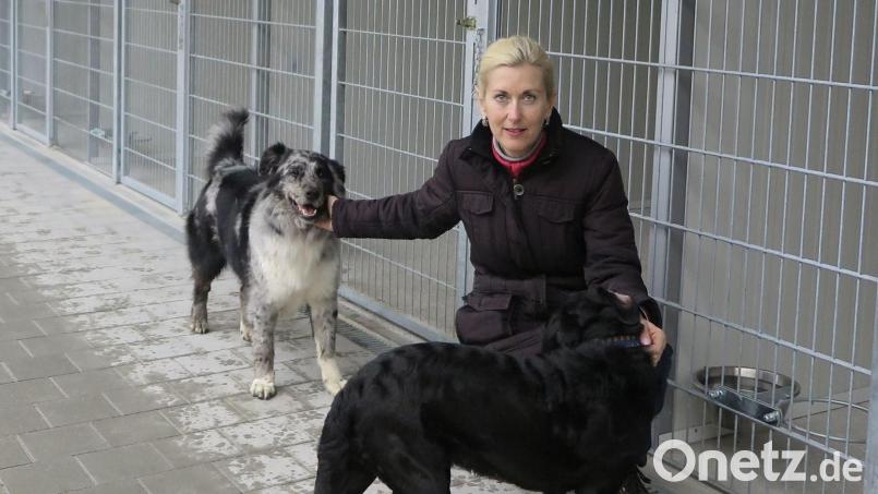 Gabi Hahn, Vorsitzende des Tierschutzvereins, kümmert sich an Silvester persönlich um die Vierbeiner im Tierheim. Ihre Mitarbeiter legen zum Jahreswechsel eine Nachtschicht ein. Bild: Hirsch