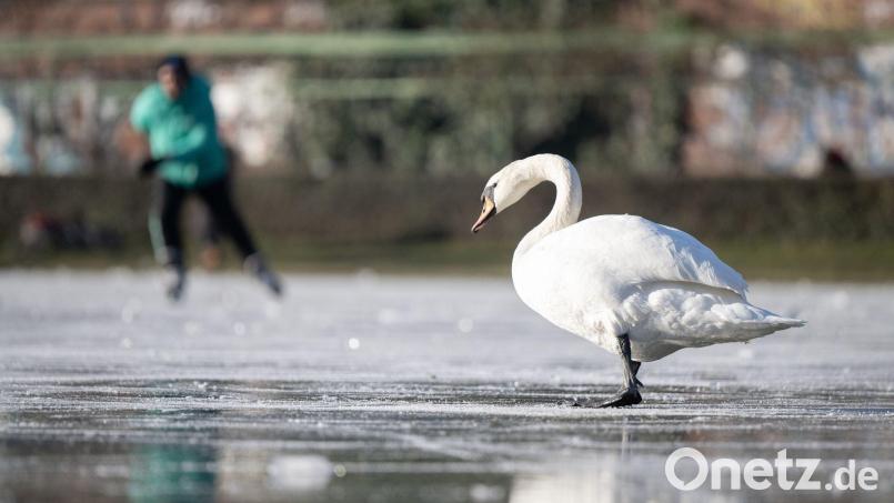 Gefrorene Gewässer können auch für Tiere gefährlich werden. Das erlebte ein Schwan in Oberwildenau, der am eisigen Wasser festfror. Symbolbild: Sebastian Gollnow/dpa