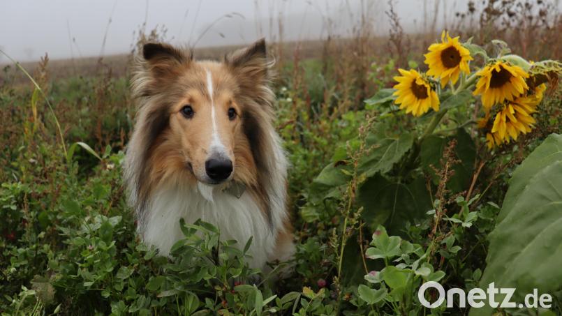 Assistenzhündin Linchen geht bei Wind und Wetter gern raus. Bild: sdr