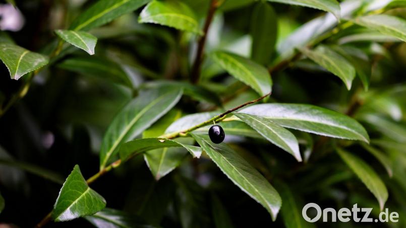 Der Kirschlorbeer ist als Hecke beleibt. Der Strauch ist invasiv, giftig, kann im Magen Blausäure produzieren und für Insekten wertlos. Symbolbild: Christoph Reichwein/dpa
