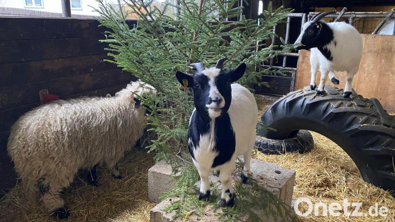 Das Schaf Wolli und die zwei Ziegen Meggi und Lotti wohnen bei Judith Zeitler. Sie freuen sich über den Christbaum. Bild: Judith Zeitler