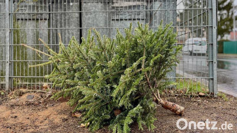 In Weiden werden ab Dienstag, 7. Januar, die ausgedienten Weihnachtsbäume eingesammelt. Das illegale Ablagern in der Natur oder an Wertstoffinseln kann empfindliche Geldstrafen nach sich ziehen. Bild: Gabi Schönberger