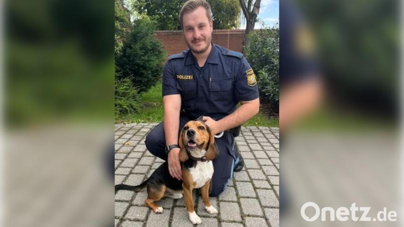Diesen Beagle haben Beamte der Polizeiinspektion Amberg in Hirschau aus einem aufgeheizten Auto befreit. Bild: Polizeiinspektion Amberg