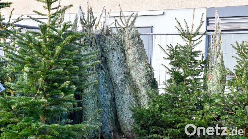 An einem Verkaufsstand am Bergsteig in Amberg, wo ein Händler aus Baden-Württemberg Weihnachtsbäume verkauft, sind insgesamt 81 Christbäume verschwunden. Bild: Petra Hartl