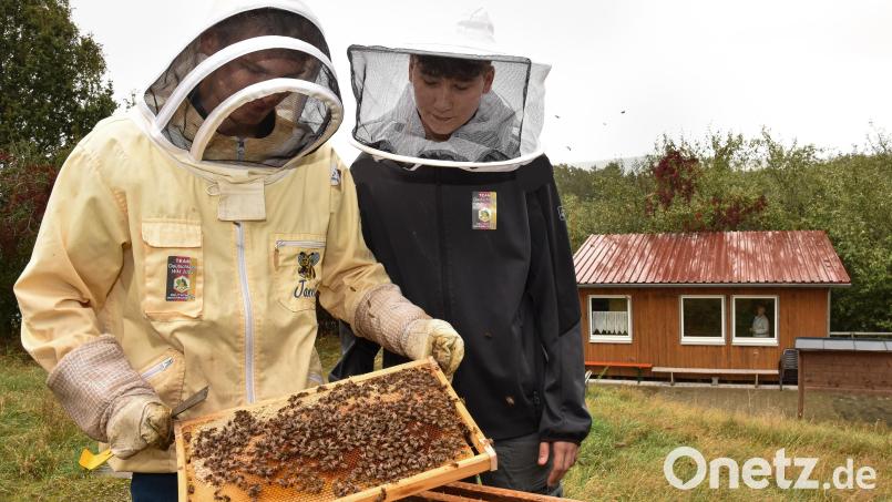 Jannik Bohmann und Joshua Pfadenhauer kontrollieren Bienenwaben am Lehrbienenstand beim Vogelheim in Sulzbach-Rosenberg am Feuerhof. Bild: Stephan Huber