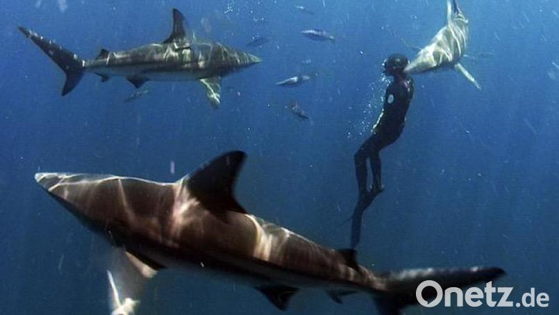 Der Regisseur Werner Schuessler wurde bei seinem Dreh zu &quot;Passion for Planet&quot; von verschiedenen Tier- und Naturfilmern aus aller Welt begleitet. Bild: Werner Schuessler