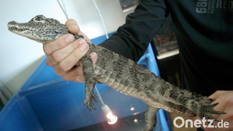 Mit einem Alligator hatte er der Hahnbacher Feuerwehr-Kommandant Michael Iberer noch nicht zu tun. Aber ein Bekannter von der Berufsfeuerwehr München schon. Grundsätzlich begegnen Einsatzkräften exotische Tiere immer öfter bei Einsätzen, sagt Iberer. Symbolbild: Zollfahndungsamt/dpa
