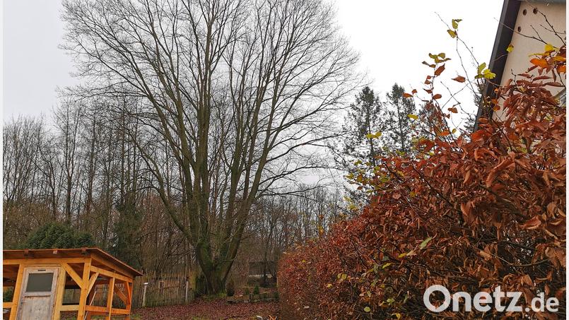 Diese Eiche in der Kastlstraße steht auf Kirchengrund und darf laut Beschluss des Bauausschusses der Stadt Oberviechtach gefällt werden. Bild: Portner
