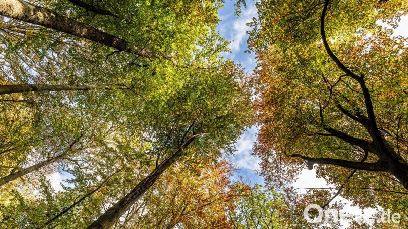 Rund 45 Prozent der Bäume in der Oberpfalz haben mittlere oder starke Schäden. Symbolbild: Dieter Menne/dpa