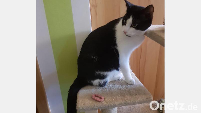 Katzen sind die Leidenschaft von Nadine Hummel, die sich mit der Katzenhilfe Streunerglück um Katzen und andere Kleintiere kümmert. Bild: Nadine Hummel
