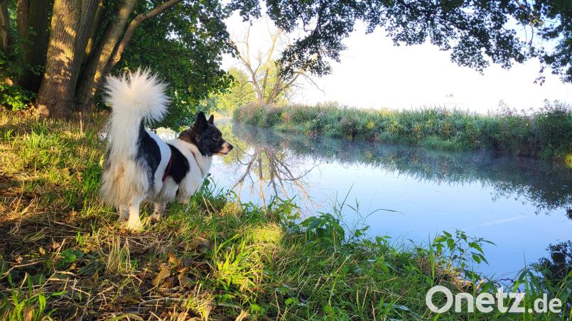 Flüsse in der Oberpfalz: Thekla genießt die Ruhe an der Waldnaab. Bild: Wolfgang Würth
