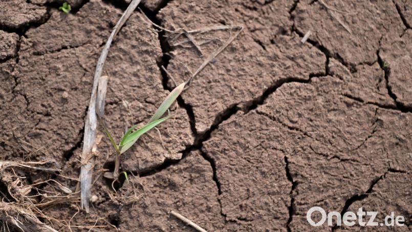 Statt in sattes Grün gekleidet haben viele Felder in Bayern im diesjährigen Frühling lange so ausgeschaut (Archivbild). Bild: Pia Bayer/dpa
