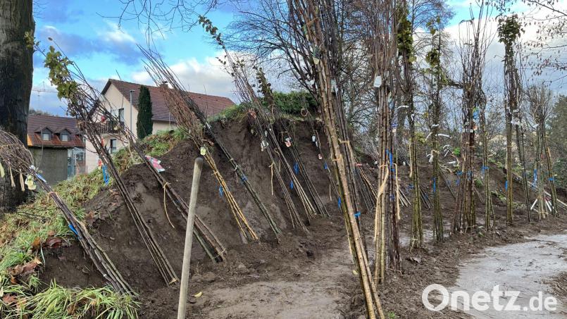 Schon die erste Sammelbestellung bei &quot;Streuobst für alle&quot; in Nabburg war ein Erfolg, im vergangenen Jahr wurden über 500 Obstbäume geordert, und auch heuer ist noch Bedarf angemeldet. Bild: Marko Pammer/exb