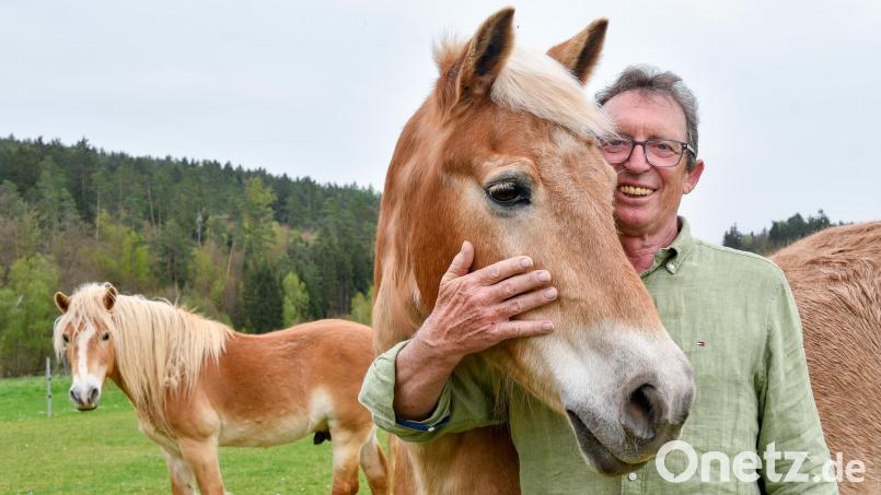 Der Haflingerzüchter Alois Kumeth mit einem seiner Lieblinge. Bild: Petra Hartl