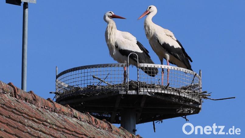 Das Storchenpaar baut fleißig an seinem Nest. Bild: war
