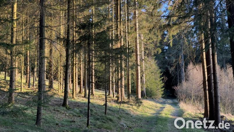 Für 2025 sind umfangreiche Maßnahmen für den Bärnauer Stadtwald und GmbH-Wald geplant. Schadholz soll bevorzugt mit eigenen Waldarbeitern aufgearbeitet, Frischholz gezielt eingeschlagen werden. Auch ökologische Ziele stehen im Fokus: Biotopbäume, Totholz und natürliche Kiefernnaturverjüngung sollen das Waldbild weiter stärken. Bild: Susanne Forster
