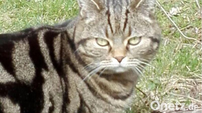 Die Polizei ermittelt nach Vergiftung einer wertvollen Katze in Maxhütte-Haidhof Symbolbild: Thomas Schaller/exb