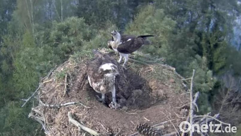 Pünktlich zu Ostern lag das dritte Ei im Fischadlerhorst. Bild: Gottsche Martin