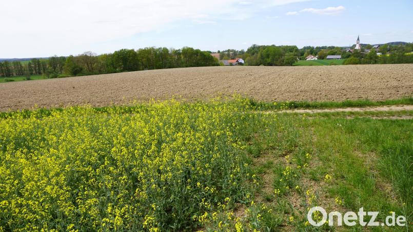 Ein Feldweg trennt die 8,2 Hektar große Ackerfläche. Hier der westliche Teil mit Blick auf Wirbenz. Bild: bkr