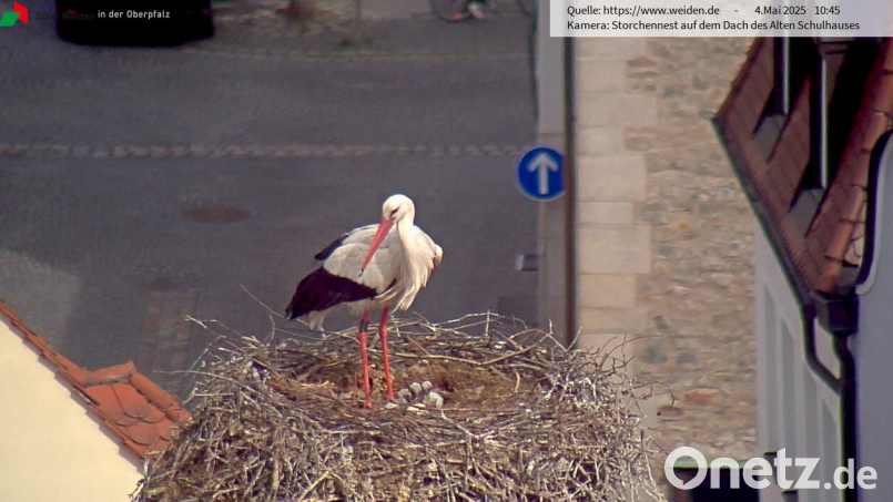 Die Webcam zeigt den Storch im Horst auf dem Alten Schulhaus in Weiden mit drei kleinen Küken. Screenshot: Storchen-Webcam Stadt Weiden