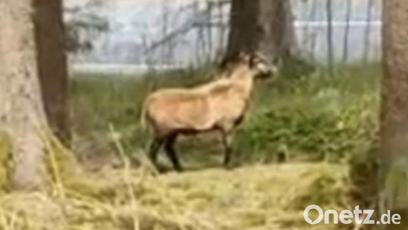 Das herumirrende Kamerunschaf ist an der B 303 unterwegs. Bild: Polizeiinspektion Wunsiedel