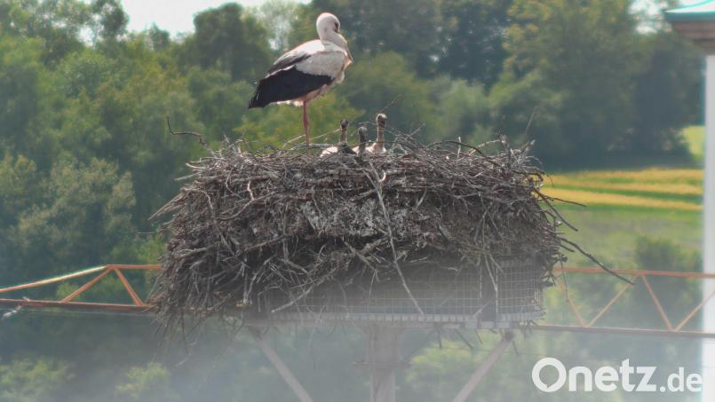 Vier Storchenküken recken ihre Köpfchen aus dem Horst auf dem Schloss Lobkowitz in Neustadt/WN, während Papa oder Mama Storch ein wachsames Auge auf den Nachwuchs hat. Bild: Screenshot Storchencam/Landratsamt Neustadt/WN