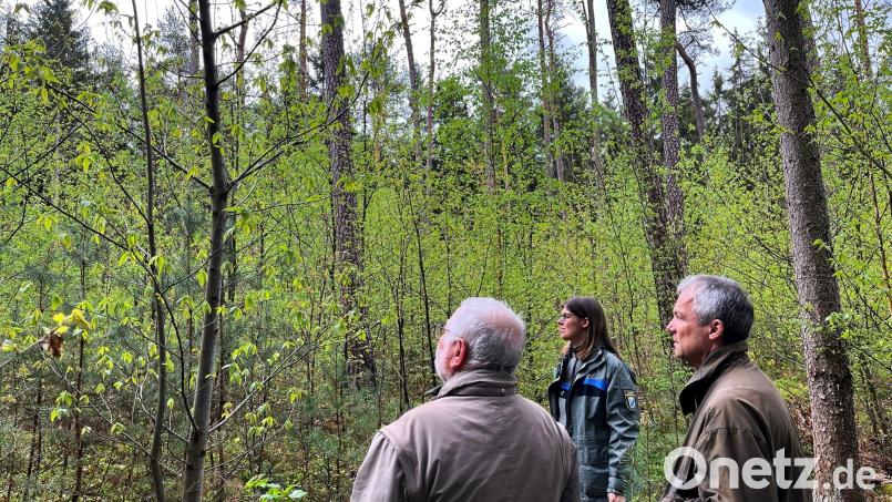 Esskastanien gedeihen im Neukirchener Stiftungswald. Betreuer Michael Graf, Revierförster Reinhold Weigert und Forstabteilungsleiterin Regina Härtl setzen im Zukunftswald auf Baumarten, die mit Hitze und Trockenheit zurecht kommen. Bild: ihl