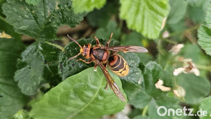 Im Mai suchen die Hornissen-Jungköniginnen, die im Winter überlebt haben, nach neuen Standorten für ein Nest. Nicht selten bauen sie es in Häusern. Von dort dürfen die streng geschützten Tiere aber nicht einfach entfernt werden. Bild: Tobias Schwarzmeier