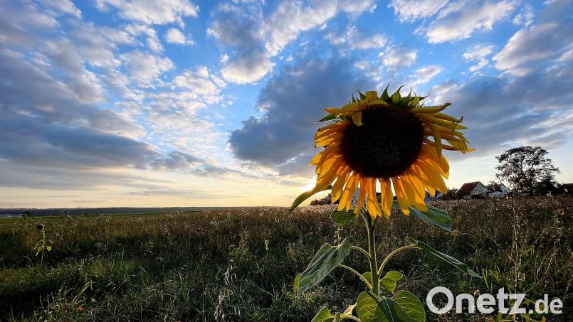 Langfristige Wettermodelle deuten in den nächsten Wochen auf anhaltende Trockenheit und mögliche Dürre im Sommer hin. Bild: Alexander Unger