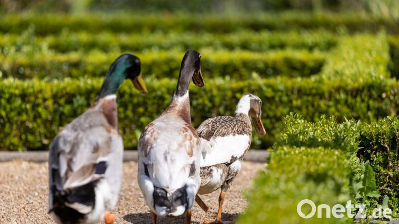 Eine Ente wurde bei Sollbach aus einer verboten aufgestellten Falle befreit. Symbolbild Daniel Karmann/dpa/Archivbild