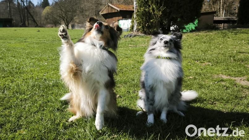 Die zwei Shelties von Hundetrainerin Ramona Stallbaum sind bestens trainiert und wissen, wie sie sich gegenüber anderen Menschen sowie Tieren verhalten sollen. Bild: Julia Kaleta
