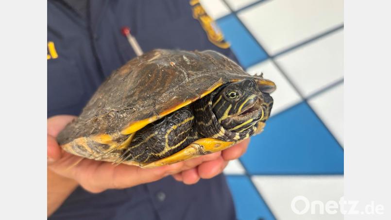 Eine Schildkröte ist bei der Polizei Weiden abgegeben worden. Bild: PI Weiden