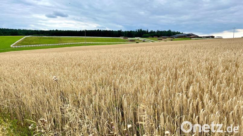 Auf 24 Hektar Ackerland, nördlich der bestehenden &quot;2BE-Ranch&quot; bei Halmesricht, soll eine große Hotel- und Freizeitanlage entstehen. Archivbild: Gabi Schönberger