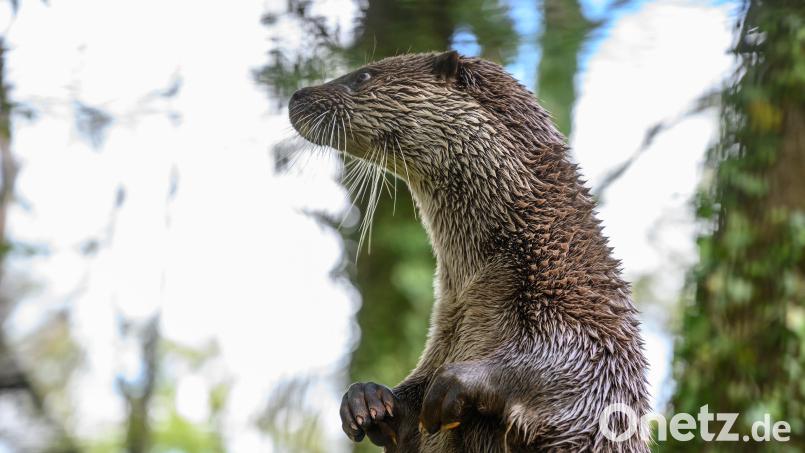 Fischotter sind streng geschützt, in der Oberpfalz zugleich aber nicht bei jedem beliebt, weil sie oft ganze Zuchtteiche leerfressen. Hat deshalb in Schwandorf jemand ein solches Tier umgebracht? Das prüft nun das Veterinäramt. Symbolbild Christophe Gateau